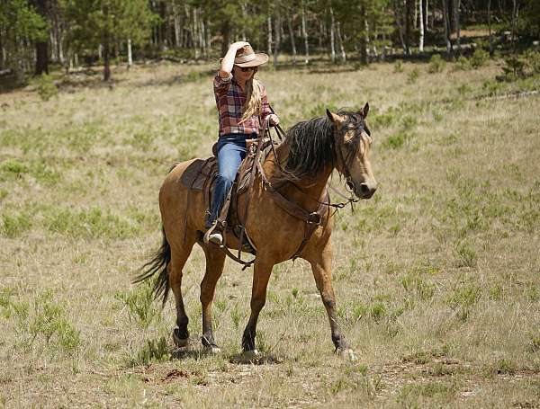 smooth-gaited-horse-missouri-fox-trotter