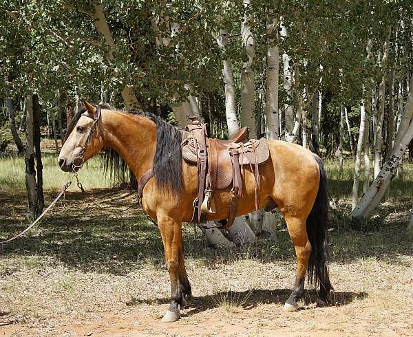 kentucky-mountain-horse-missouri-fox-trotter