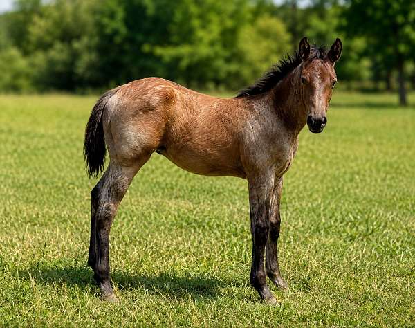 all-around-quarter-horse