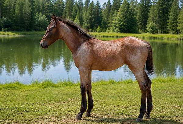 barrel-quarter-horse