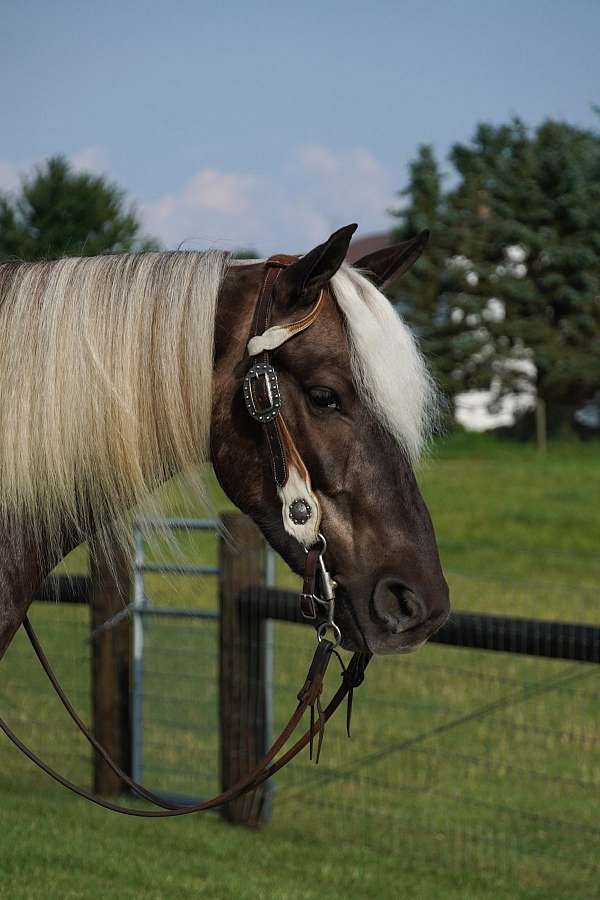 silb-all-around-pony