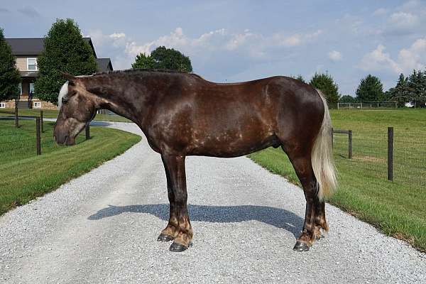 silb-athletic-pony