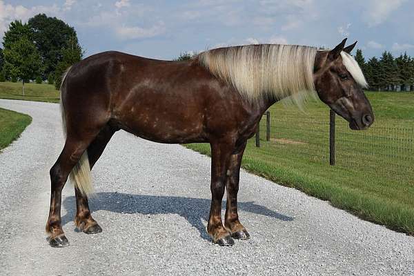 silb-companion-pony