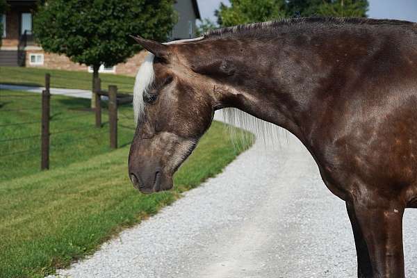 silb-dappled-pony