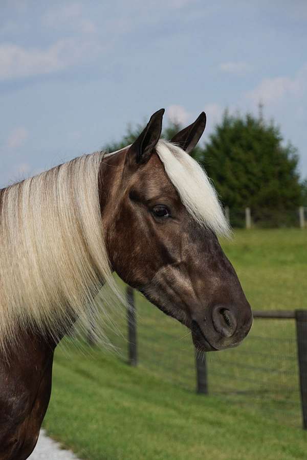 silb-flaxen-mane-pony