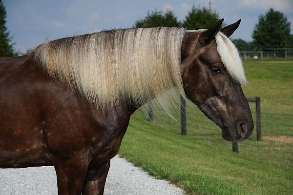 silb-harness-pony