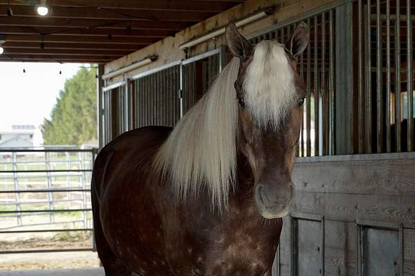 silb-ranch-pony