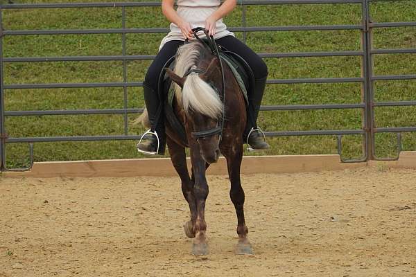 silb-ridden-english-pony