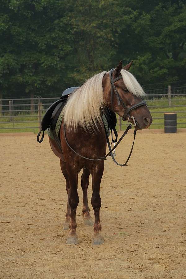 silb-ridden-western-pony