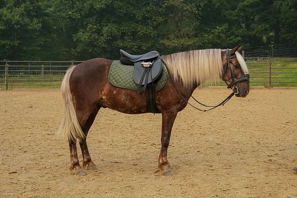 silb-trail-pony