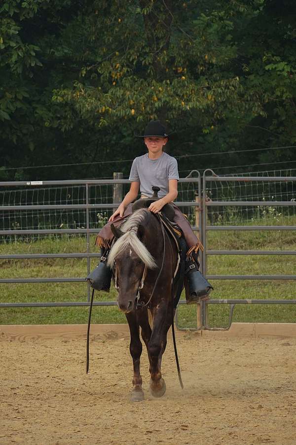 silb-trail-riding-pony