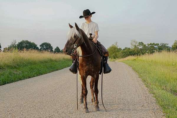 silb-trained-pony