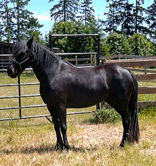 canadien-horse