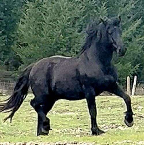 canadien-colt