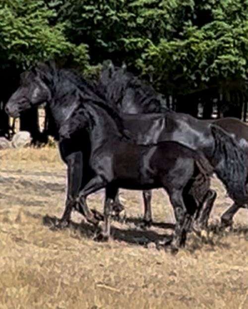 canadien-canadian-horse