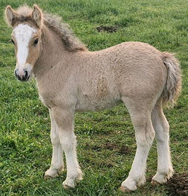 bay-dun-gypsy-vanner-gelding
