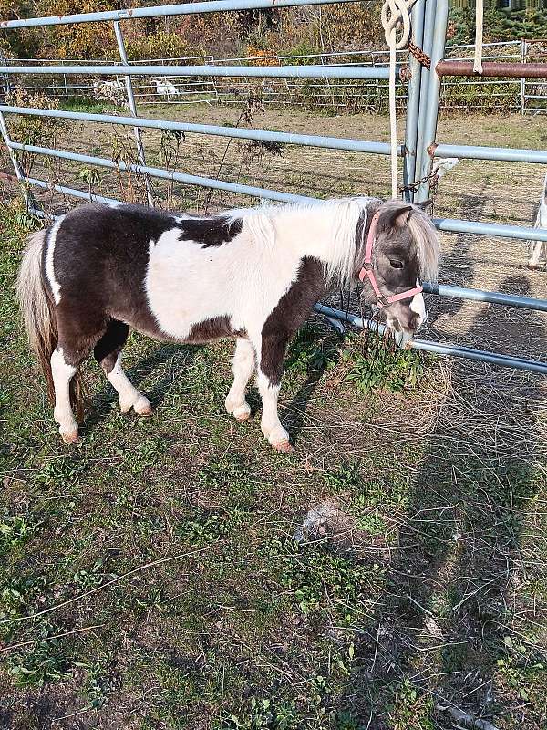 grey-white-miniature-horse
