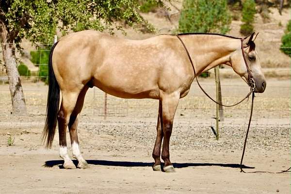 all-around-quarter-horse