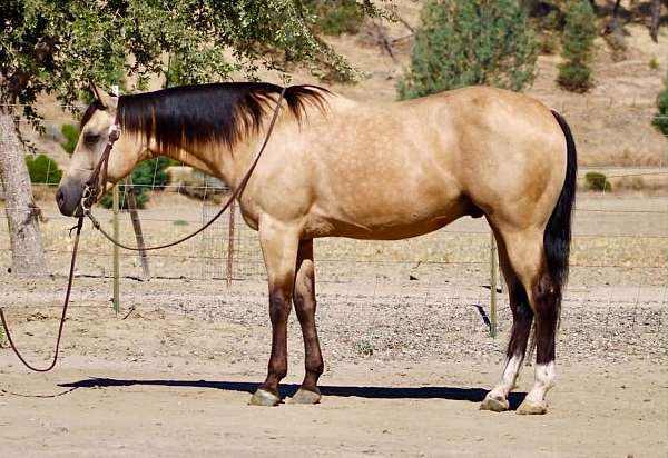 athletic-quarter-horse