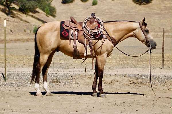 beginner-quarter-horse