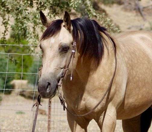 calf-roping-quarter-horse