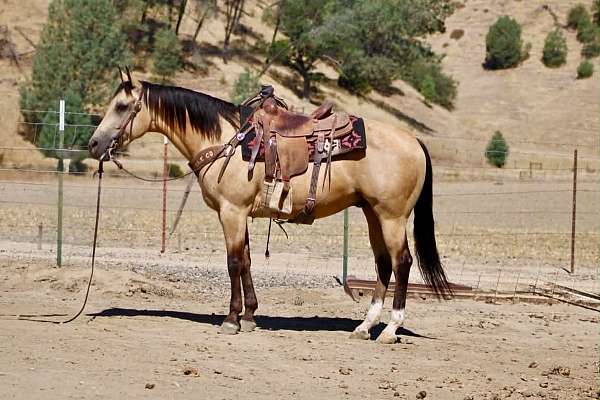 endurance-quarter-horse