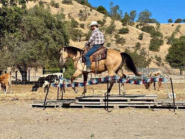 husband-safe-quarter-horse