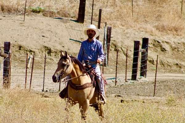 kid-safe-quarter-horse