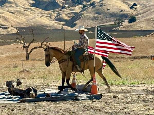 parade-quarter-horse
