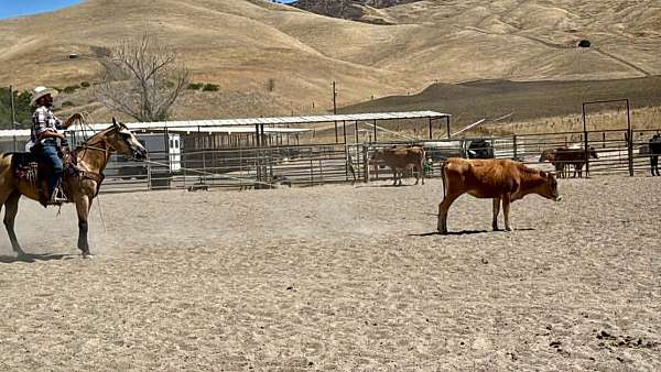 performance-quarter-horse