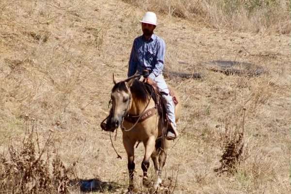 playday-quarter-horse