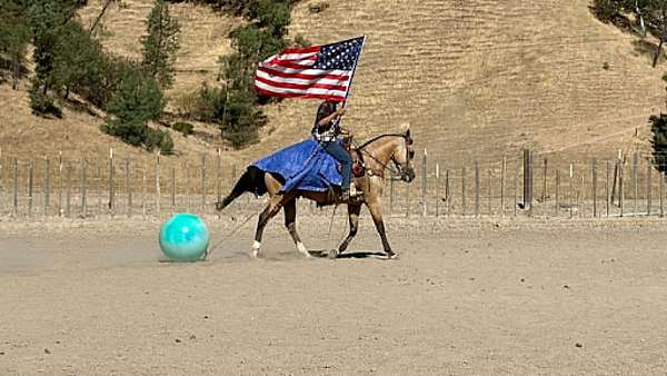 ranch-quarter-horse