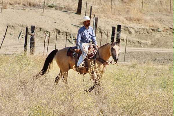 ranch-versatility-quarter-horse