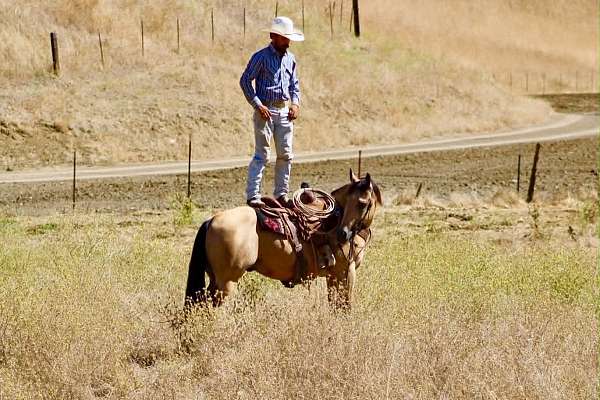 ranch-work-quarter-horse