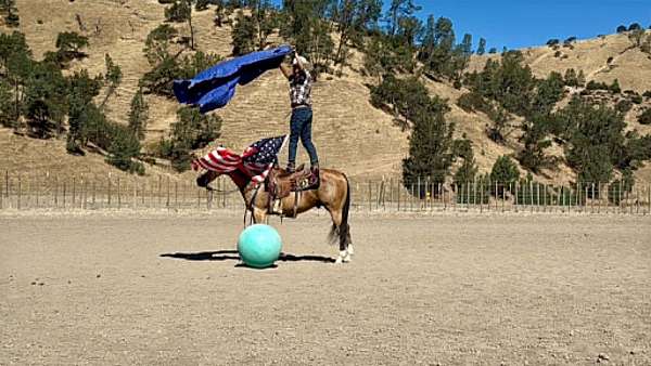 ridden-western-quarter-horse