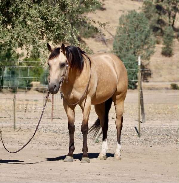 roping-quarter-horse