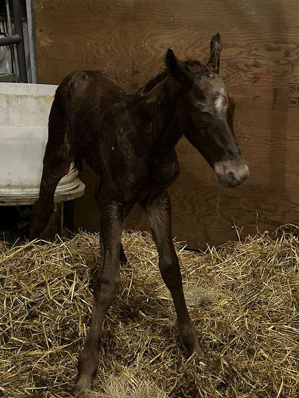red-roan-working-cattl-horse