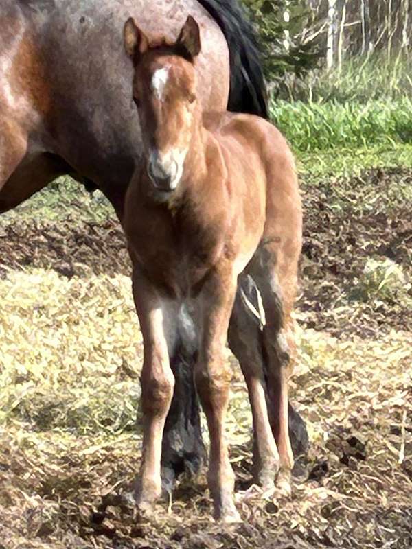 working-cattl-stallion