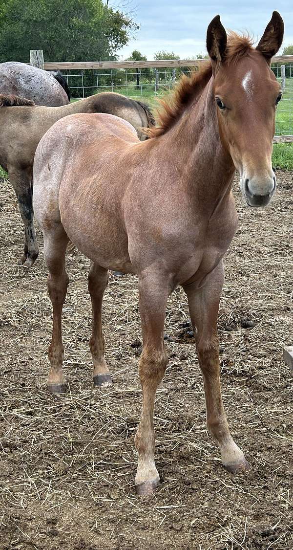 star-snip-horse