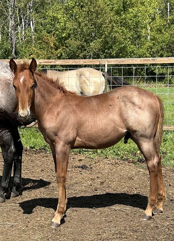red-roan-star-snip-horse