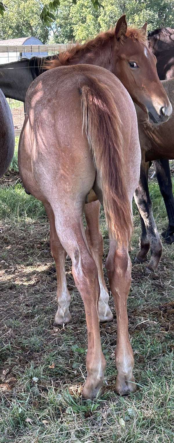 badger-stallion