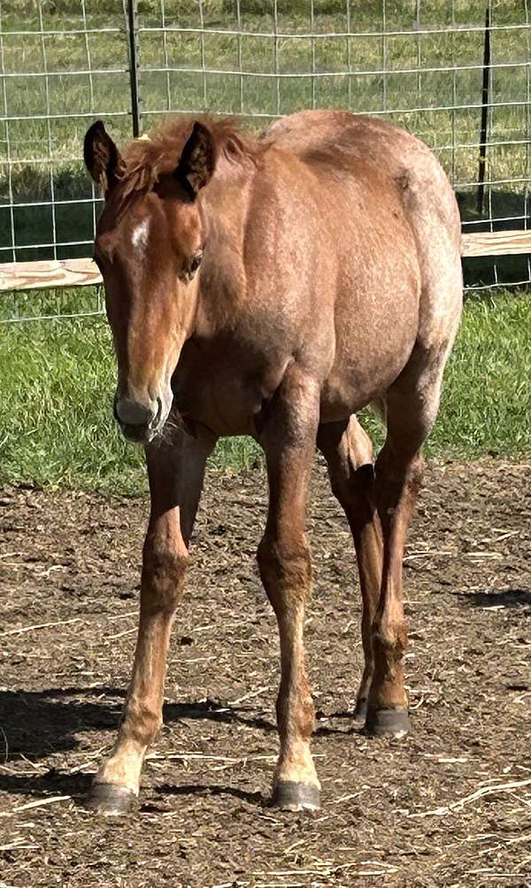 big-hip-stallion