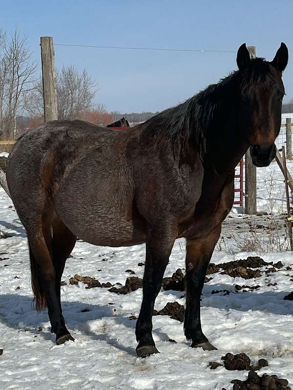 black-hawke-stallion