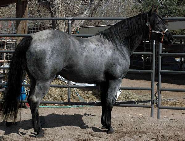 black-roan-stallion