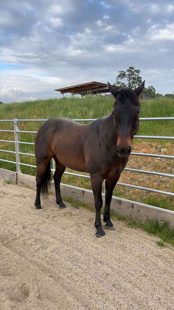 quarter-horse-mare