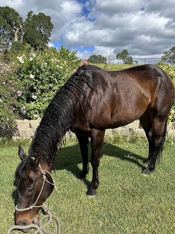 quarter-horse-for-sale