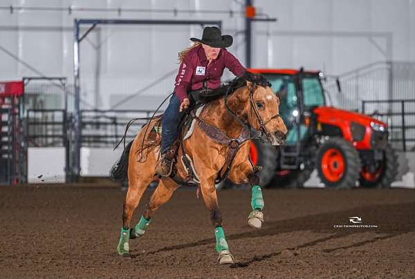 all-around-quarter-horse