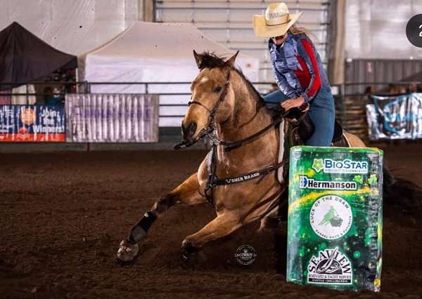 athletic-quarter-horse