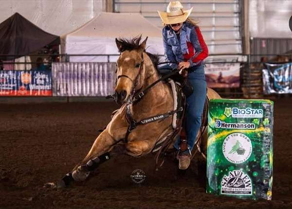 barrel-quarter-horse