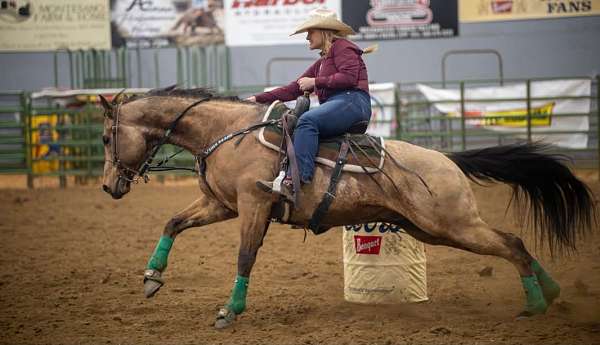 endurance-quarter-horse